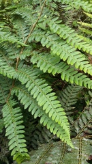 Polystichum pungens