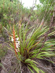 Watsonia fourcadei