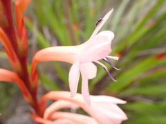 Watsonia fourcadei