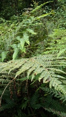 Polystichum pungens