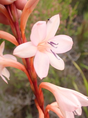 Watsonia fourcadei