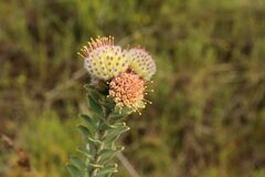 Leucospermum truncatulum