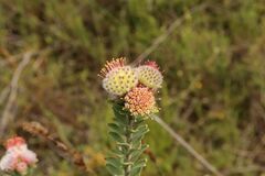 Leucospermum truncatulum