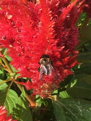 Celosia argentea plumosa