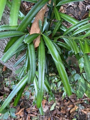 Podocarpus