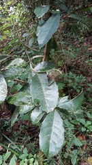 Elaeodendron croceum