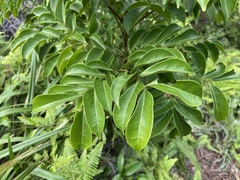 Archidendron lucidum