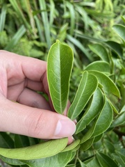 Archidendron lucidum