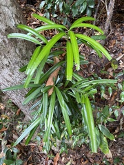 Podocarpus