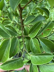 Archidendron lucidum