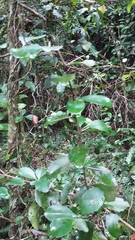 Gymnosporia nemorosa