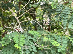 Indigofera jucunda