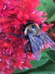 Celosia argentea plumosa