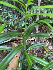 Podocarpus