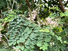 Indigofera jucunda