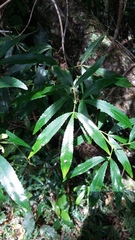 Platylophus trifoliatus