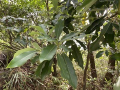Daphniphyllum oldhami