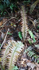 Blechnum punctulatum