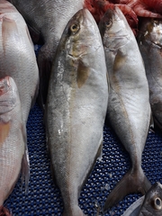 Seriola dumerili