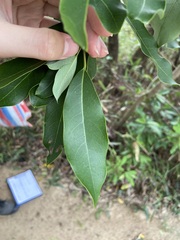Daphniphyllum oldhami