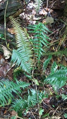 Blechnum punctulatum