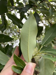 Daphniphyllum oldhami