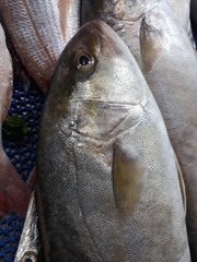 Seriola dumerili