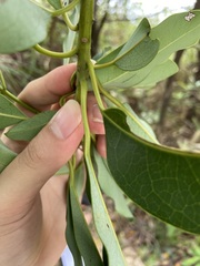 Daphniphyllum oldhami