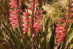 Watsonia angusta