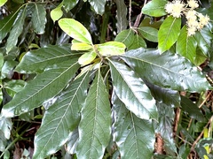 Litsea glutinosa