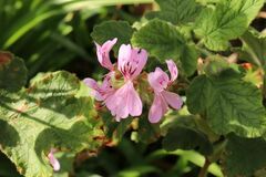 Pelargonium panduriforme