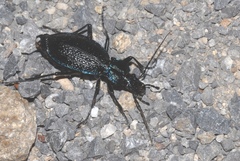 Carabus intricatus
