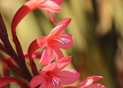 Watsonia angusta