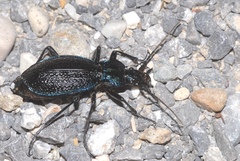 Carabus intricatus