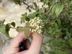 Viburnum luzonicum