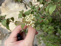Viburnum luzonicum