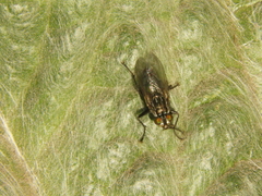 Sarconesia chlorogaster