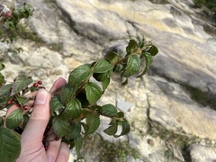 Viburnum luzonicum