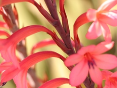 Watsonia angusta