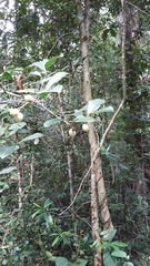 Elaeodendron croceum