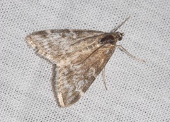 Evergestis sophialis