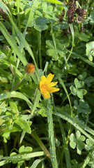 Calendula arvensis