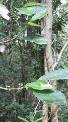 Elaeodendron croceum