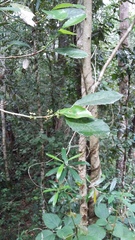 Elaeodendron croceum