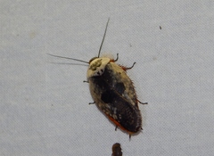 Gyna caffrorum