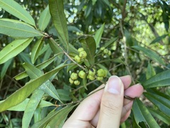 Ardisia quinquegona
