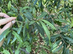 Ardisia quinquegona