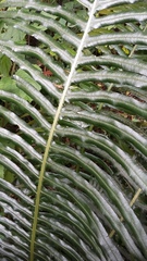 Blechnum attenuatum