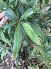Ardisia quinquegona
