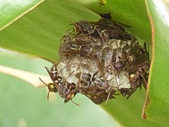 Polistes stigma townsvillensis